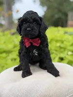 Archer, a male Cavapoo for sale in Mayfield, KY – 5 of 5