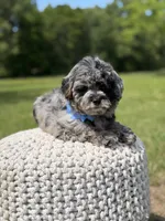 Trooper, a male Miniature Goldendoodle for sale in Mayfield, KY – 8 of 10