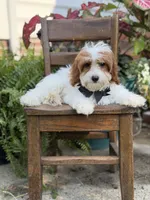 F1B Colton, a male Cavapoo for sale in Mayfield, KY – 7 of 10