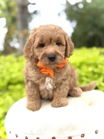 Paxton , a male Miniature Goldendoodle for sale in Mayfield, KY – 4 of 8