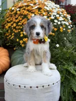 F1 Violet, a female Bernedoodle for sale in Mayfield, KY – 4 of 10