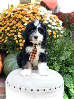 F1 Victor, a male Bernedoodle for sale in Mayfield, KY – 2 of 10