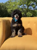 AKC Wally, a male Poodle - Multi-Colored Standard for sale in Mayfield, KY – 3 of 10