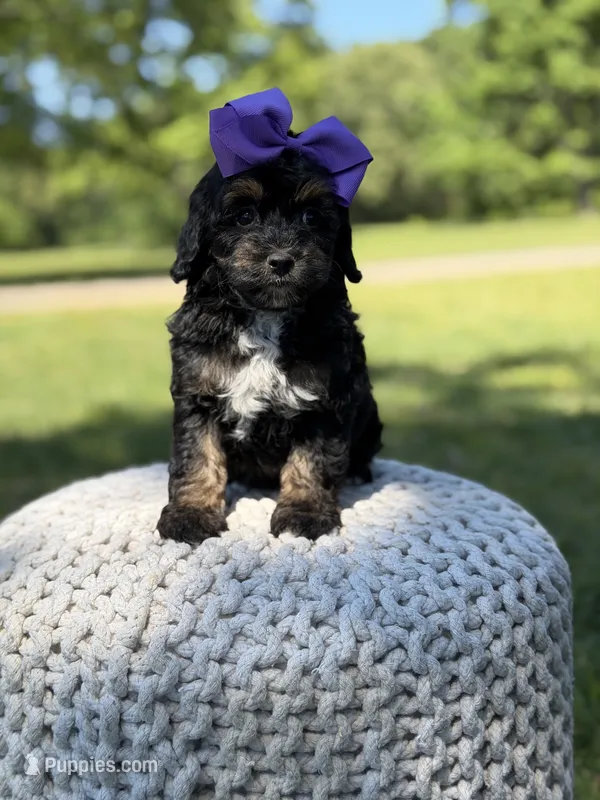Bernadette  – Cavapoo puppy for sale in Mayfield, KY