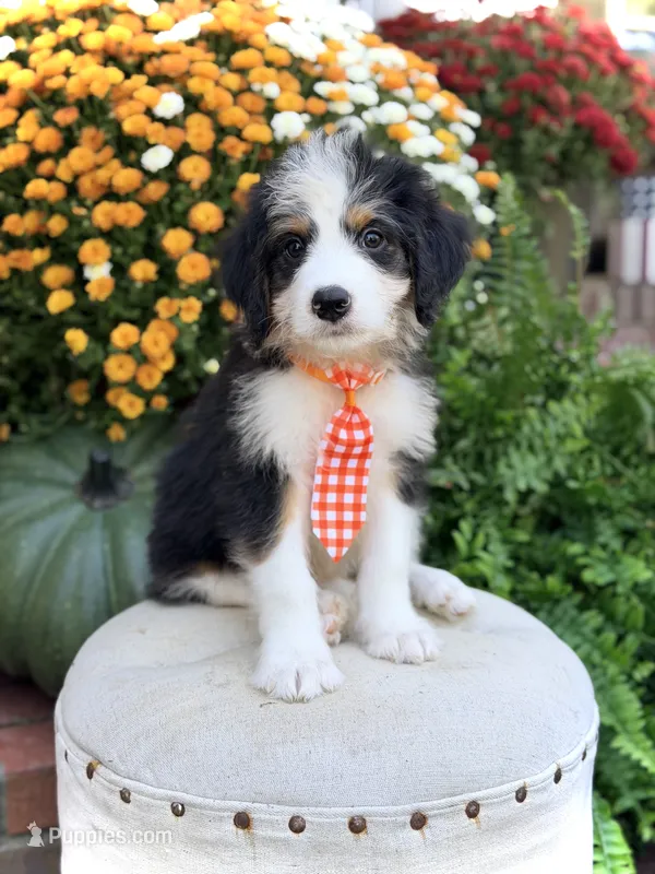 F1 Vaughn – Bernedoodle puppy for sale in Mayfield, KY
