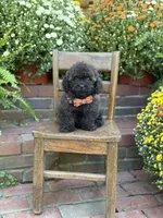 Teddy, a male Shihpoo for sale in Mayfield, KY – 10 of 10