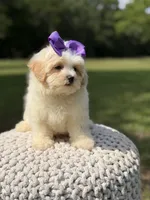 Lori, a female Maltipoo for sale in Mayfield, KY – 4 of 9