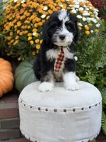 F1 Victor, a male Bernedoodle for sale in Mayfield, KY – 3 of 10