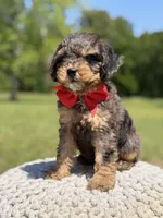 AKC Hunter, a male Poodle - Miniature  for sale in Mayfield, KY – 5 of 9
