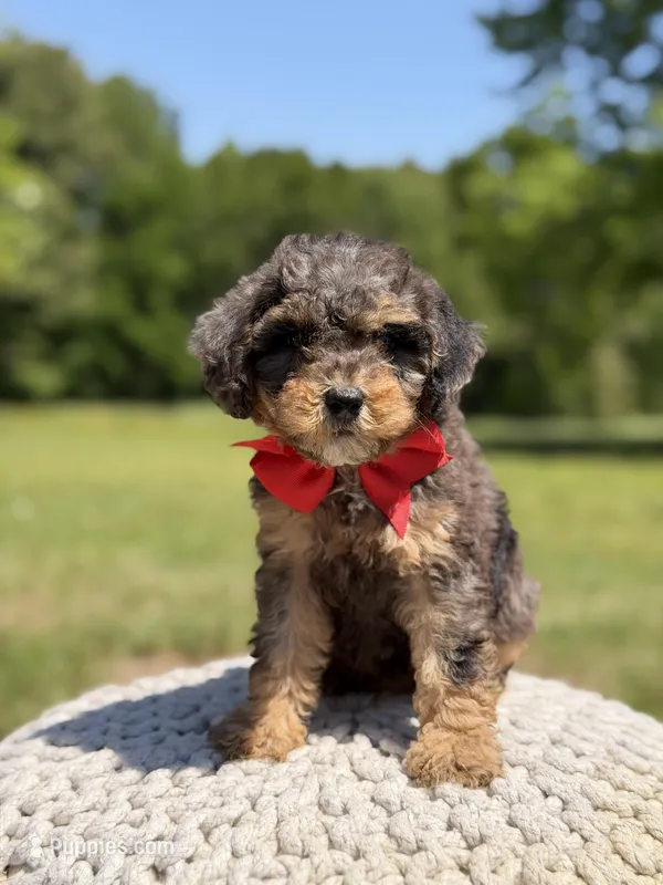 AKC Hunter – Poodle - Miniature  puppy for sale in Mayfield, KY