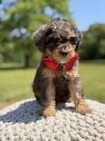 AKC Hunter, a male Poodle - Miniature  for sale in Mayfield, KY – 7 of 9