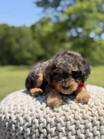 AKC Hunter, a male Poodle - Miniature  for sale in Mayfield, KY – 4 of 9