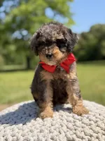 AKC Hunter, a male Poodle - Miniature  for sale in Mayfield, KY – 2 of 9