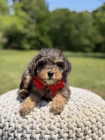 AKC Hunter, a male Poodle - Miniature  for sale in Mayfield, KY – 9 of 9