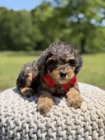 AKC Hunter, a male Poodle - Miniature  for sale in Mayfield, KY – 6 of 9