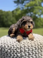 AKC Hunter, a male Poodle - Miniature  for sale in Mayfield, KY – 3 of 9