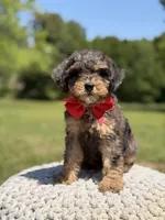 AKC Hunter, a male Poodle - Miniature  for sale in Mayfield, KY – 8 of 9