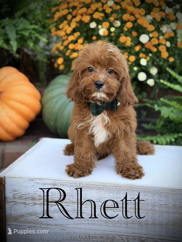 Rhett  – Cavapoo puppy for sale in Mayfield, KY