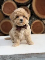 Archer, a male Maltipoo for sale in Mayfield, KY – 4 of 7
