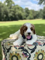 F1B Landon, a male Cavapoo for sale in Mayfield, KY – 7 of 10