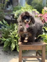 AKC DNA tested Finn, a male Poodle - Miniature  for sale in Mayfield, KY – 9 of 10