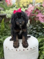 F1B Bridget, a female Bernedoodle for sale in Mayfield, KY – 2 of 9