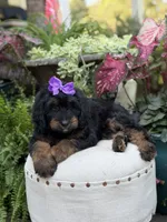 F1B Bernice , a female Bernedoodle for sale in Mayfield, KY – 9 of 10