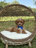 Bentley, a male Miniature Goldendoodle for sale in Mayfield, KY – 2 of 10