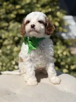 Dawson, a male Cavapoo for sale in Mayfield, KY – 6 of 10