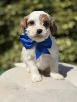 Denim, a male Cavapoo for sale in Mayfield, KY – 2 of 9