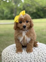 Allison, a female Miniature Goldendoodle for sale in Mayfield, KY – 5 of 10