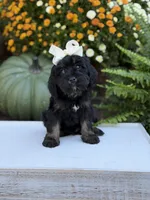 F1 Sasha, a female Cavapoo for sale in Mayfield, KY – 2 of 10