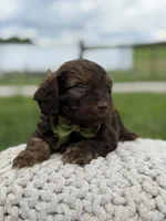 Hank, a male Cavapoo for sale in Mayfield, KY – 10 of 10