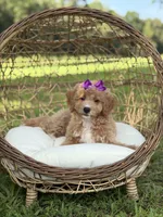 Barbie, a female Miniature Goldendoodle for sale in Mayfield, KY – 9 of 10