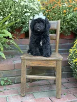 Jasmine, a female Miniature Bernedoodle for sale in Mayfield, KY – 4 of 9