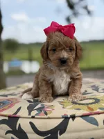 Presley, a female Miniature Goldendoodle for sale in Mayfield, KY – 3 of 8