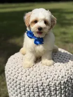 Lincoln, a male Maltipoo for sale in Mayfield, KY – 2 of 10