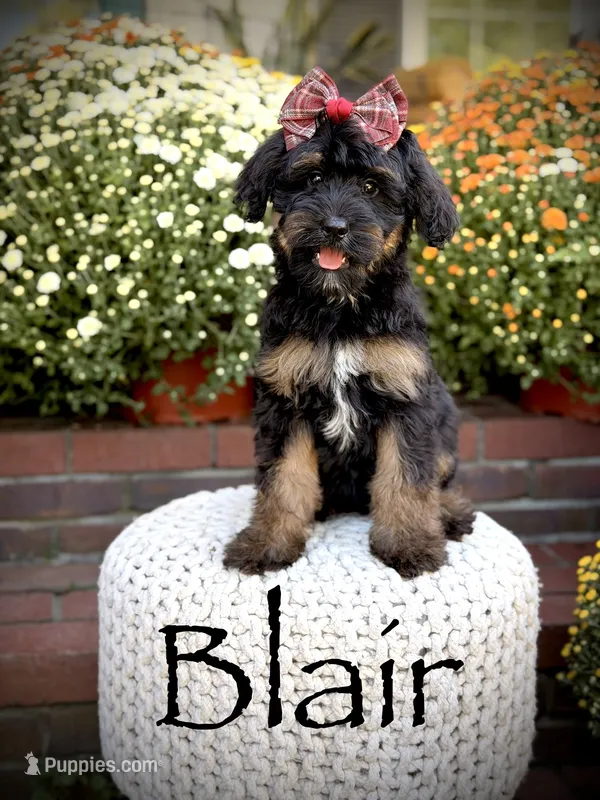 F1B Blair – Bernedoodle puppy for sale in Mayfield, KY