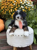 F1 Vance, a male Bernedoodle for sale in Mayfield, KY – 10 of 10