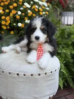 F1 Vaughn, a male Bernedoodle for sale in Mayfield, KY – 6 of 10