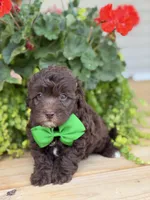 Chocolate M, a male Havapoo for sale in Mayfield, KY – 6 of 9