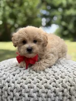 Iggy, a male Maltipoo for sale in Mayfield, KY – 7 of 10