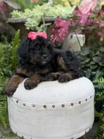 F1B Brooke, a female Bernedoodle for sale in Mayfield, KY – 6 of 10