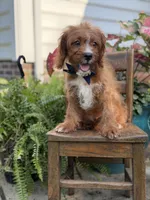 F1 Carter, a male Cavapoo for sale in Mayfield, KY – 6 of 10