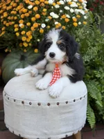 F1 Vaughn, a male Bernedoodle for sale in Mayfield, KY – 10 of 10