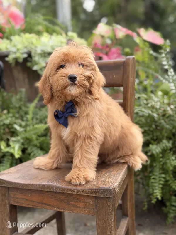 Bentley – Miniature Goldendoodle puppy for sale in Mayfield, KY