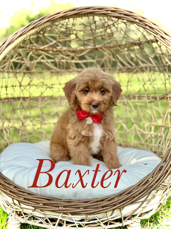 Baxter – Miniature Goldendoodle puppy for sale in Mayfield, KY