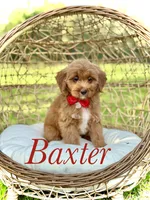 Baxter, a male Miniature Goldendoodle for sale in Mayfield, KY – 1 of 10