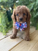 F1 Clark, a male Cavapoo for sale in Mayfield, KY – 3 of 10