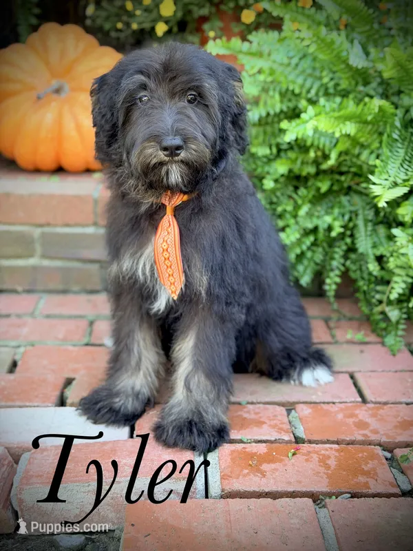 F1 Tyler – Bernedoodle puppy for sale in Mayfield, KY